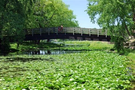 Bridge over Water Lilies.