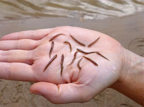 Environmental Monitor | Is eradicating Great Lakes sea lamprey an ...