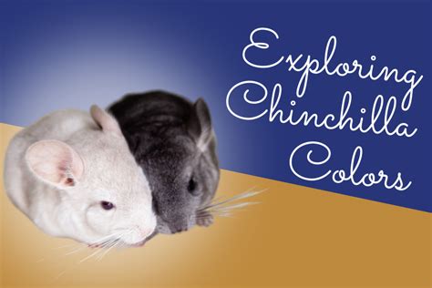 Exploring Chinchilla Colors: How it Affects Health & More