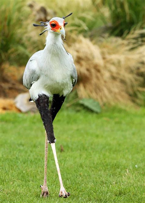 Facts about secretary birds #secretarybird #birding #justbirding Funny ...