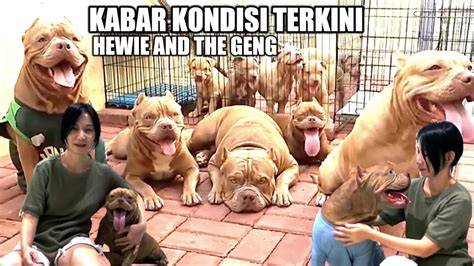 MAKIN SERU ! KABAR TERKINI HEWIE ANJING PITBULL AND THE GENG | ANJING ...