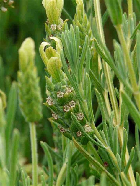 Lavender. Deer, pest and disease resistant, drought tolerant, fragrant ...