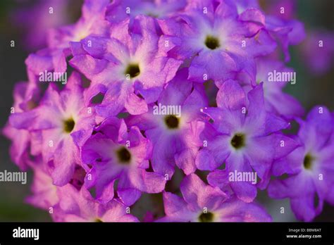 Desert Sand Verbena wildflowers in Anza Borrego Desert State Park California Stock Photo - Alamy