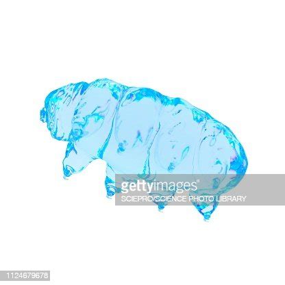 Illustration Of A Water Bear High-Res Vector Graphic - Getty Images