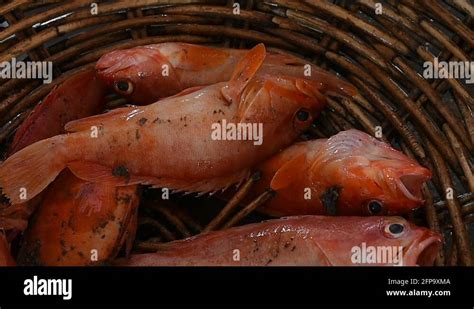 Red grouper fishing Stock Videos & Footage - HD and 4K Video Clips - Alamy