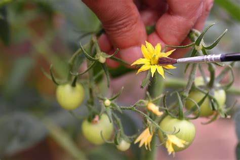 Why, When, and How to Hand Pollinate Plants