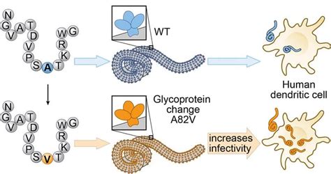 Ebola Virus Glycoprotein with Increased Infectivity Dominated the 2013 ...