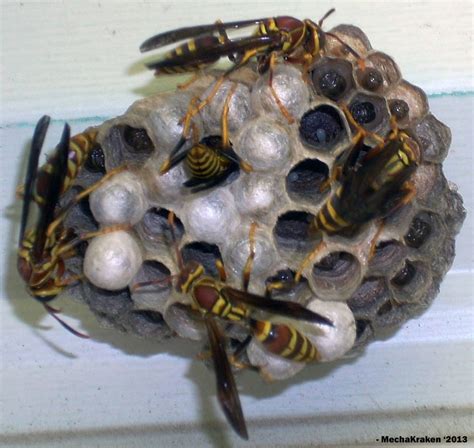 Vespula Nest by MechaKraken on DeviantArt