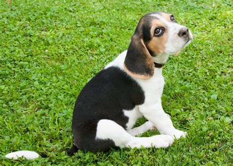 Beagle Puppies: Everything You Need to Know | The Dog People by Rover.com