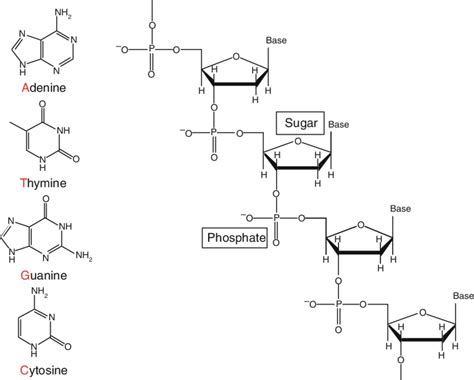 [DIAGRAM] Dna Diagram Sugar Phosphate - MYDIAGRAM.ONLINE