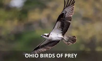 Ohio birds of prey – Global Birding Initiative