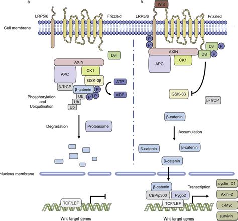 Illustration of the canonical Wnt signaling pathway. a Inactivated ...