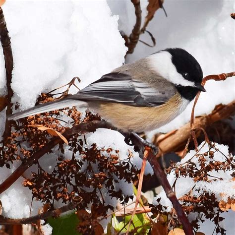 How to Attract Winter Birds: The 20 Best Ways to Attract Birds in Winter