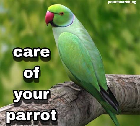 pet life care blog: Bloghow To Care Parrot At Home | Parrot Care Guide