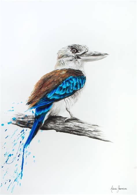 A Kookaburra #drawing and painting I did on 60x42cm paper. Sold to a ...