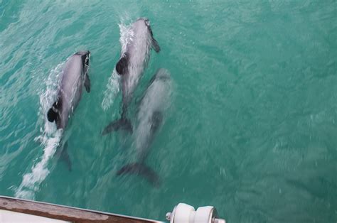 Akaroa Dolphins - Akaroa Harbour Nature Cruise: A Remarkable Experience ...