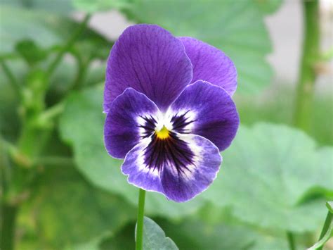 File:Purple Flower "Pensamiento" Viola × wittrockiana.JPG - Wikimedia ...