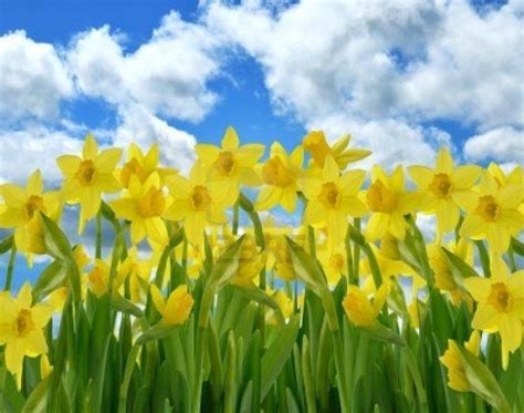 Fresh flowers daffodils desktop Wallpaper,free | Daffodils, Pictures of daffodils, Yellow daffodils