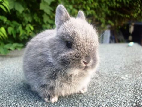 Dwarf Bunny