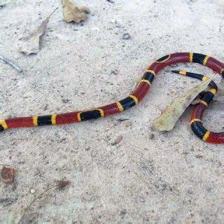 Texas Coral Snake Facts and Pictures