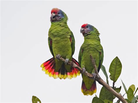 Red-tailed Parrot - eBird