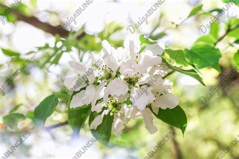 Blooming white apple tree flowers in springtime. (2286917)