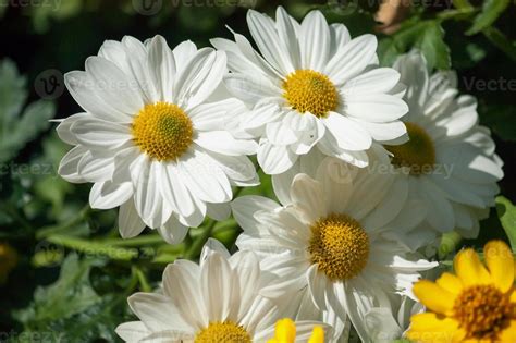 Chamomile flowers in the garden 7199541 Stock Photo at Vecteezy