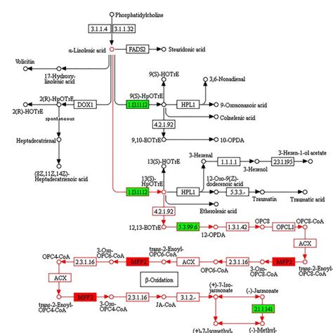 α-linolenic acid metabolism. Biosynthesis process is marked in red ...