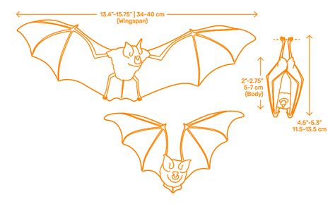 Greater Horseshoe Bat (Rhinolophus ferrumequinum) Dimensions & Drawings ...