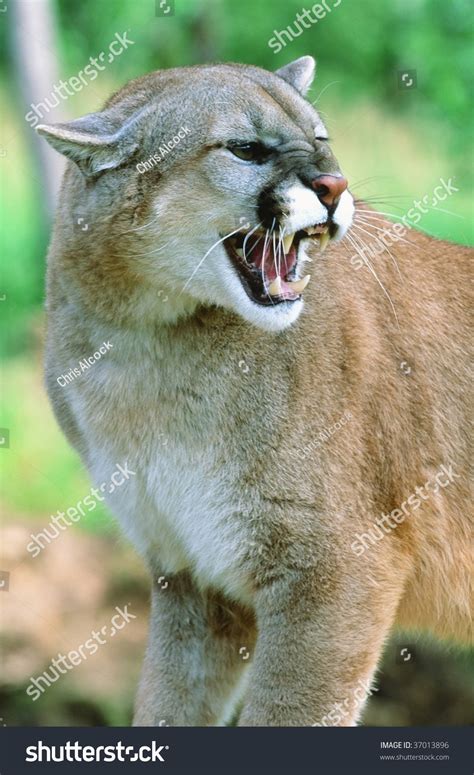 Mountain Lion Growl Stock Photo 37013896 - Shutterstock