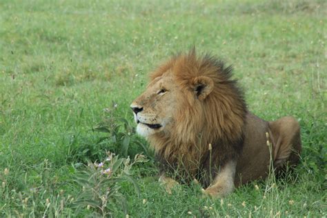 Free Images : nature, adventure, wildlife, zoo, africa, feline, mane, fauna, savanna, majestic ...