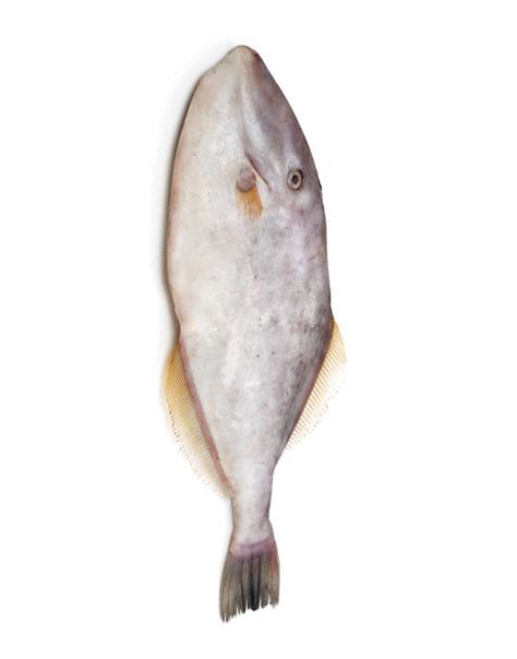 Leatherjacket - Irani Paplet Fish in Karachi, Pakistan Free shipping In 3 KG