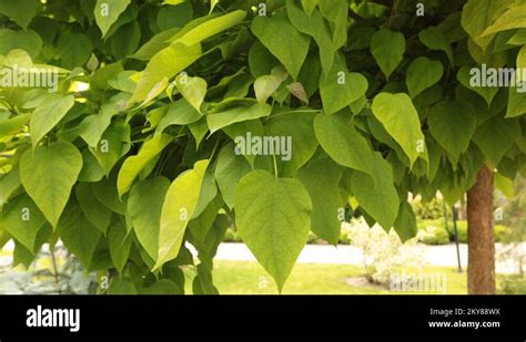 Catalpa tree leaves Stock Videos & Footage - HD and 4K Video Clips - Alamy