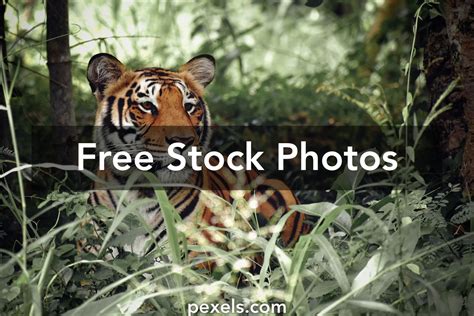 Tiger Sitting On Grass Photos, Download The BEST Free Tiger Sitting On ...