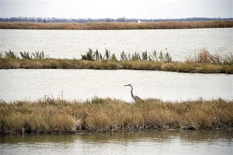 Quivira National Wildlife Refuge | GeoKansas