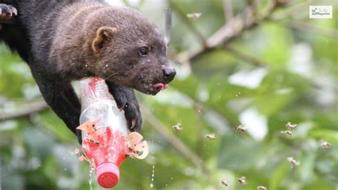 Meet Latin America's Weasel Relative, Tayra | Facts, Diet. Pictures