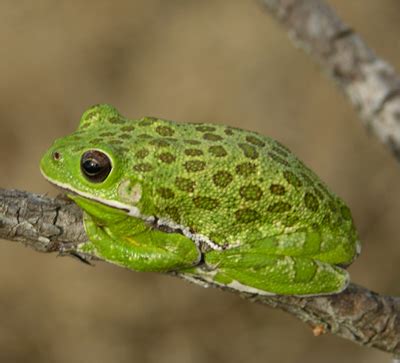 Barking Treefrog