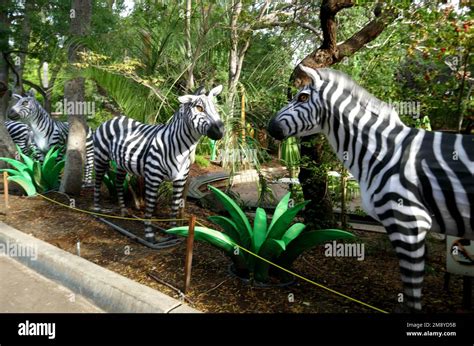 Los Angeles, California, USA 12th January 2023 Zebras at LA Zoo Lights ...