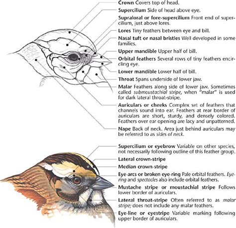 Swartzentrover.com | External Anatomy of a Bird