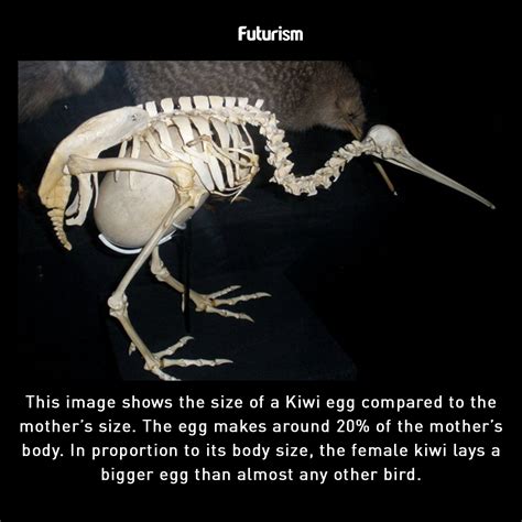 Kiwi Bird Egg Size Comparison