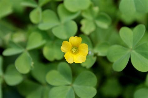 Yellow Clover | The Rapidian