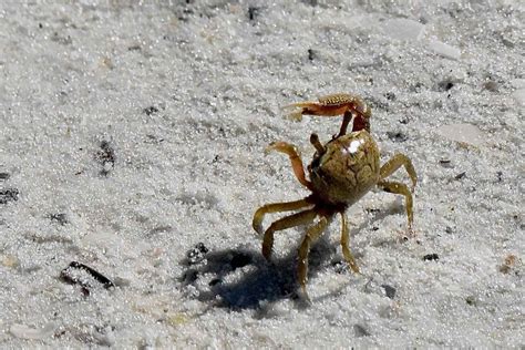 Sand Fiddler Crab