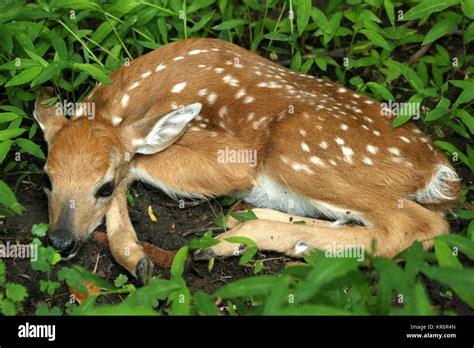 Baby deer resting Stock Photo - Alamy