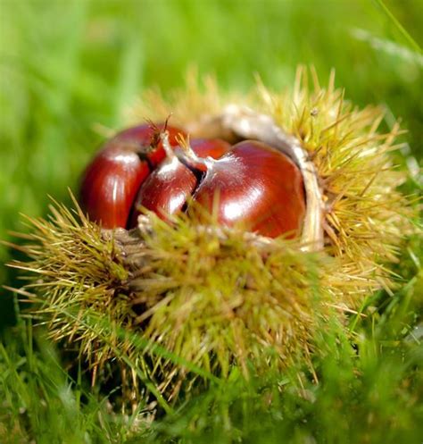 Castagne, i doni del bosco d'autunno: proprietà e benefici - Ambiente Bio