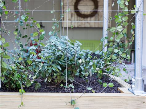 DIY Raised Planter Box With Built-in Trellis HGTV | atelier-yuwa.ciao.jp