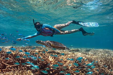 Great Barrier Reef From The Sunshine Coast | Day Tours Bundaberg