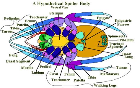 Spider Anatomy 101: A Look At The Different Parts Of A Spider