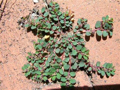 Euphorbia prostrata plant1 | Introduced, warm-season, annual… | Flickr