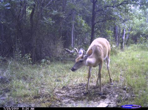 Rob's Hunting Journal: Product Review: "Deer Cane"