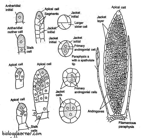 Polytrichum: Distribution, Structure, Reproduction